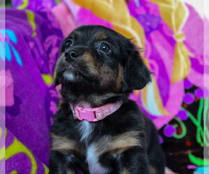 Dachshund-Unknown Mix Dogs for adoption in Weston, FL, USA