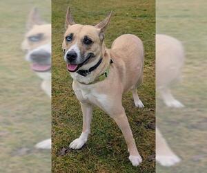 Siberian Husky Dogs for adoption in Akron, OH, USA