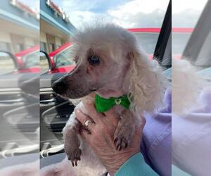 Poodle (Toy) Dogs for adoption in Gulfport, MI, USA