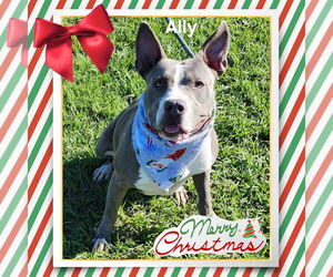 American Pit Bull Terrier-American Staffordshire Terrier Mix Dogs for adoption in New Orleans, LA, USA