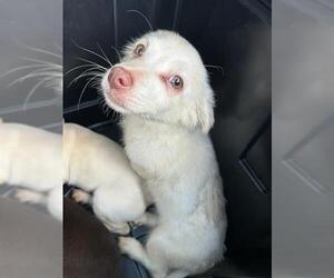 Chihuahua Dogs for adoption in Stockton, CA, USA