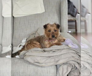 Mutt Dogs for adoption in Raleigh, NC, USA