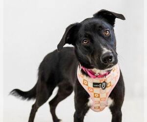 Border Collie-Unknown Mix Dogs for adoption in Princeton, MN, USA