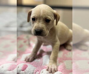 Labrador Retriever-Unknown Mix Dogs for adoption in Modesto, CA, USA