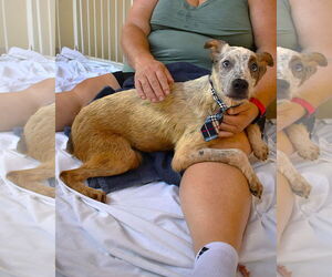 Mutt Dogs for adoption in McKinney, TX, USA