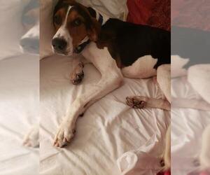 Treeing Walker Coonhound Dogs for adoption in COLUMBIA, MD, USA