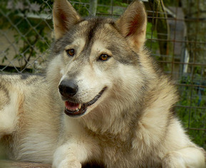 Dorgi Dogs for adoption in Bon Carbo, CO, USA