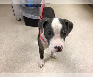 American Pit Bull Terrier Dogs for adoption in Riverside, CA, USA