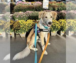 Border Collie-Unknown Mix Dogs for adoption in Las Vegas, NV, USA