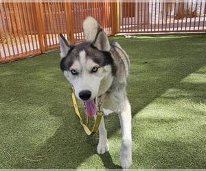 Siberian Husky-Unknown Mix Dogs for adoption in Las Vegas, NV, USA