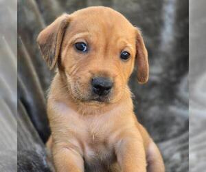 Labrador Retriever-Unknown Mix Dogs for adoption in San Diego, CA, USA
