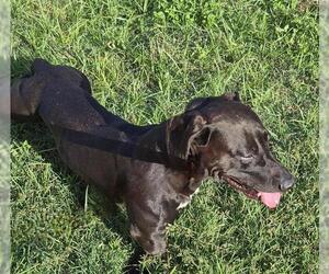 American Staffordshire Terrier-Basset Hound Mix Dogs for adoption in San Antonio, TX, USA