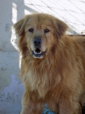 Golden Retriever-Unknown Mix Dogs for adoption in Apple Valley, CA, USA