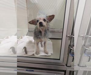 Mutt Dogs for adoption in Upland, CA, USA