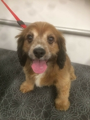 Cocker Spaniel Dogs for adoption in Surprise, AZ, USA