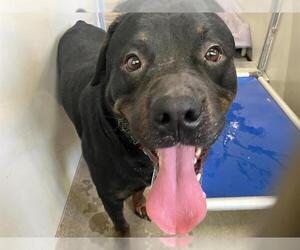 Rottweiler Dogs for adoption in Santa Barbara, CA, USA