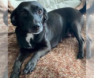 Dachshund-Spaniel Mix Dogs for adoption in San Diego, CA, USA