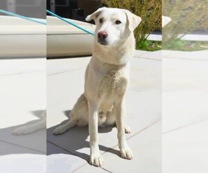 Labrador Retriever-Unknown Mix Dogs for adoption in Newport Beach, CA, USA