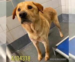 Golden Labrador Dogs for adoption in San Antonio, TX, USA