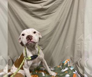 American Pit Bull Terrier-Unknown Mix Dogs for adoption in Modesto, CA, USA
