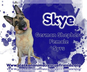 German Shepherd Dog Dogs for adoption in Anchorage, AK, USA