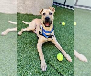 American Pit Bull Terrier Dogs for adoption in San Francisco, CA, USA