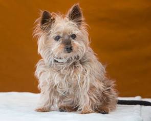 Silky Terrier Dogs for adoption in Pasadena, CA, USA
