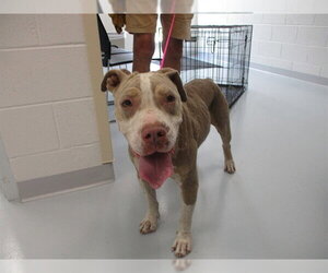 American Staffordshire Terrier Dogs for adoption in Ocala, FL, USA