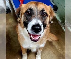 Border Collie Dogs for adoption in Eureka Springs, AR, USA