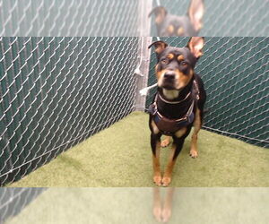 German Shepherd Dog-Unknown Mix Dogs for adoption in Downey, CA, USA