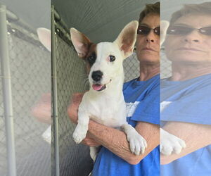 Jack Russell Terrier-Unknown Mix Dogs for adoption in Oakhurst, NJ, USA