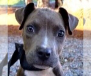 American Staffordshire Terrier Dogs for adoption in Fairfax, VA, USA