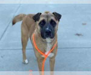 Black Mouth Cur-Unknown Mix Dogs for adoption in Tulsa, OK, USA