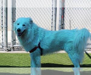 Great Pyrenees-Unknown Mix Dogs for adoption in Grand Prairie, TX, USA