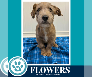 Dachshund-Unknown Mix Dogs for adoption in Kimberton, PA, USA