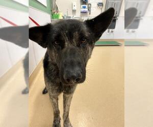 German Shepherd Dog Dogs for adoption in Placerville, CA, USA