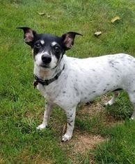 Jack Russell Terrier Dogs for adoption in Pawtucket, RI, USA