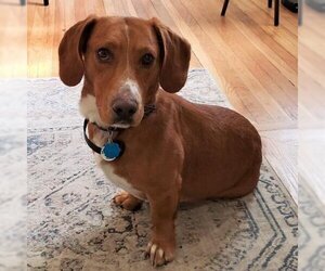 Basset Hound Dogs for adoption in Kansas City, MO, USA