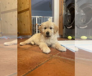 Golden Retriever-Unknown Mix Dogs for adoption in Brooklyn, NY, USA