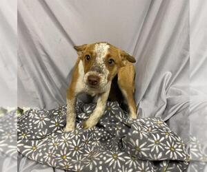 Australian Cattle Dog-Unknown Mix Dogs for adoption in Modesto, CA, USA