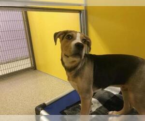 American Pit Bull Terrier-Beagle Mix Dogs for adoption in Ames, IA, USA