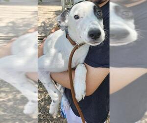 Mutt Dogs for adoption in San Antonio, TX, USA