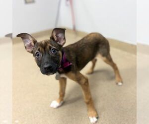 Black Mouth Cur-Unknown Mix Dogs for adoption in Aurora, CO, USA
