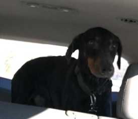 Doberman Pinscher Dogs for adoption in Mooresville, NC, USA