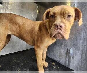 Mastiff Dogs for adoption in San Antonio, TX, USA