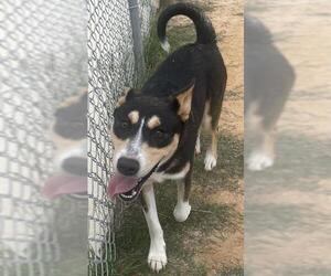 German Shepherd Dog-Unknown Mix Dogs for adoption in Augusta, GA, USA