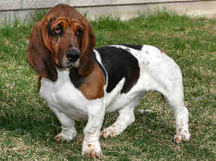 Basset Hound Dogs for adoption in West Valley, UT, USA