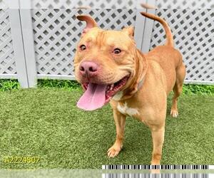 Bullypit Dogs for adoption in West Palm Beach, FL, USA