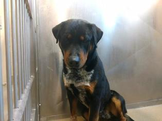 Medium Photo #1 Rottweiler-Unknown Mix Puppy For Sale in Rockwall, TX, USA
