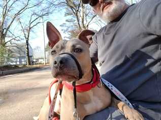 American Pit Bull Terrier Dogs for adoption in North Attleboro, MA, USA